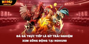 Đá Gà Trực Tiếp Là Gì? Trải Nghiệm Xem Sống Động Tại Nohu90